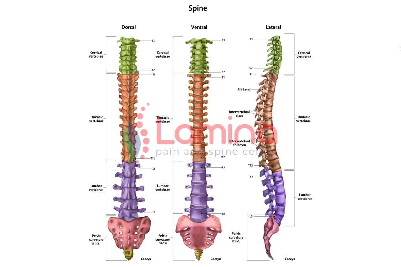 Obat Sakit Tulang Belakang Bagian Bawah - Lamina Pain and Spine Center
