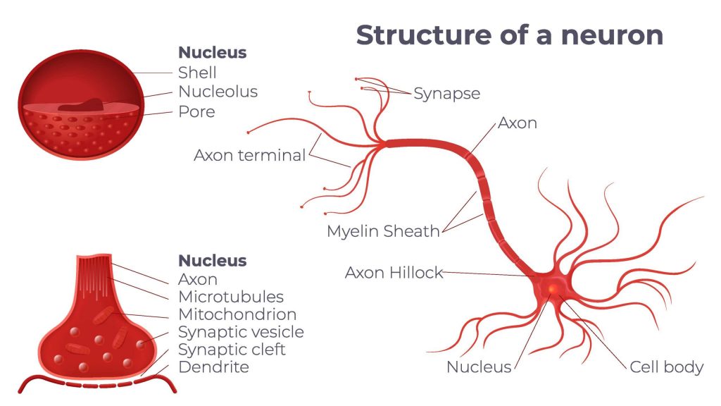 Neuron Anatomy Diagram Composition